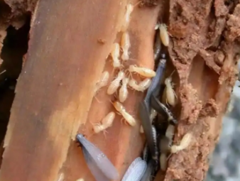池州白蚁防治公司分享装修防虫必修课：全屋白蚁预防，筑牢家居长期防护屏障